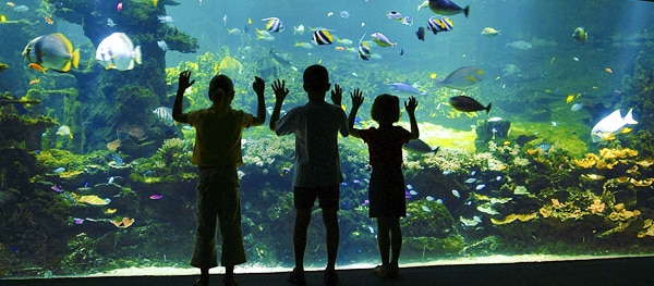 Onderwater pretpark Nausicaa
