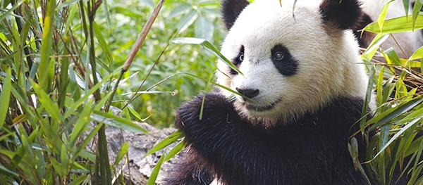 ZooParc de Beauval Frankrijk