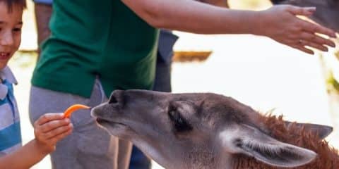 10 leuke natuurparken en dierentuinen in Italië
