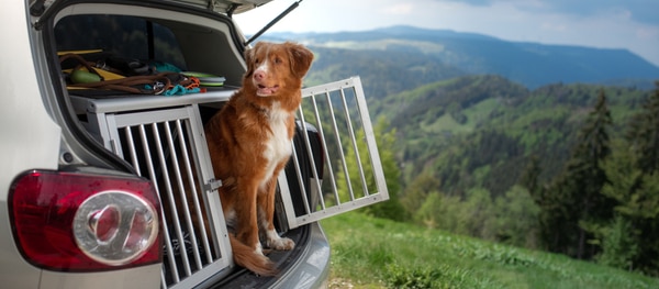 Hond in de bench in auto