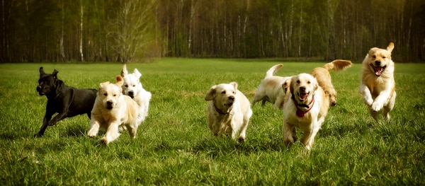Honden spelen op een grasveld