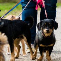 uitlaatservice honden