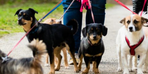 Wat doe je met je huisdieren op vakantie?