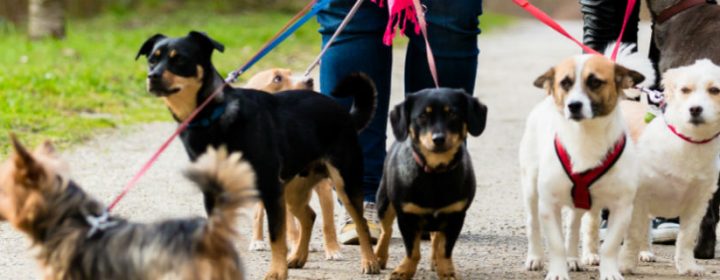 Wat doe je met je huisdieren op vakantie?