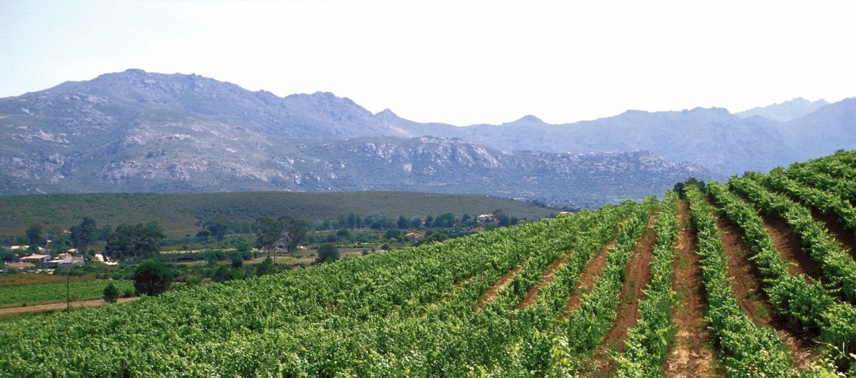 Cannonau wijngebied