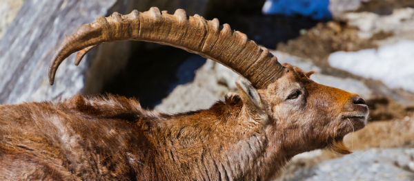 Alpenzoo Innsbruck