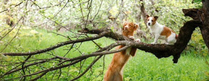 Met je hond op de camping: vrij, maar toch aan de lijn