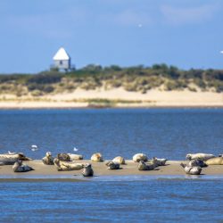 Waddenzee