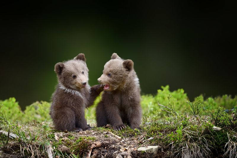 Babyberen spotten