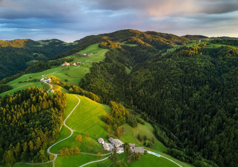 De bossen van Slovenië.