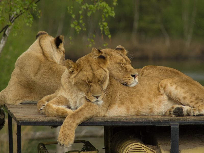 Beekse Bergen bestaat uit een vakantiepark, speelland én een safaripark, waar je kennis kunt maken met deze troep leeuwen.
