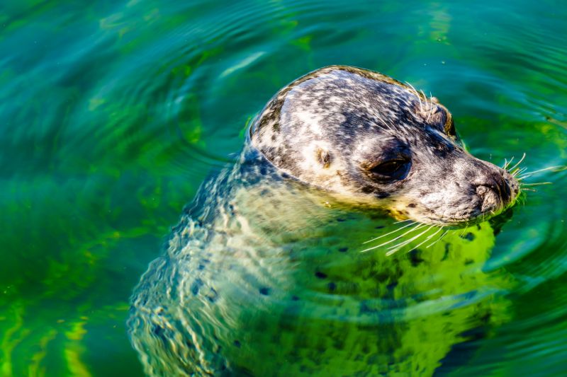 Zeehonden Neeltje Jans