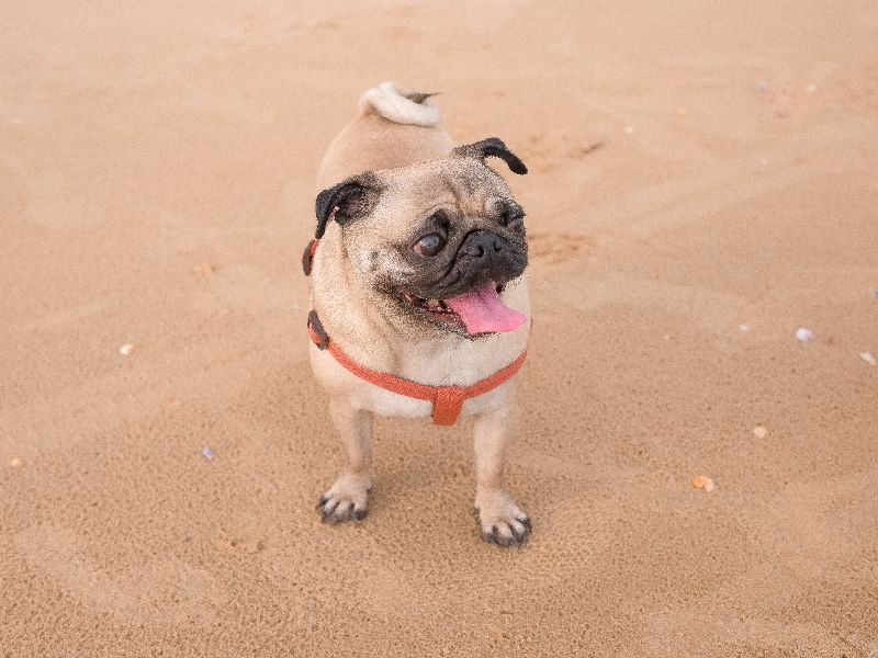 Strand Berkenbosch is misschien wel het meest hondvriendelijke strand van Nederland. De gelijknamige strandtent serveert zelfs speciaal hondenbier!