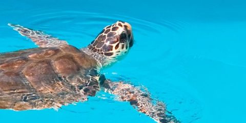 Snorkelen, safari en duiken: ontdek de bijzondere dieren van Kroatië