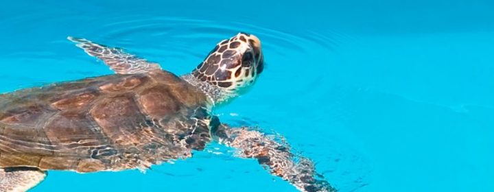 Snorkelen, safari en duiken: ontdek de bijzondere dieren van Kroatië