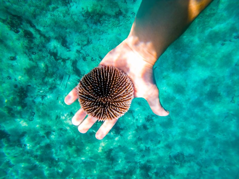 Kroatië snorkelen