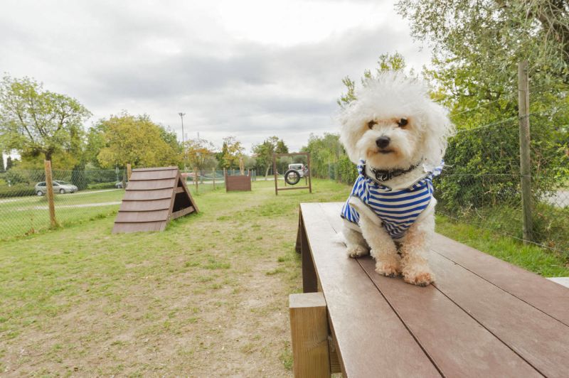 Honden camping