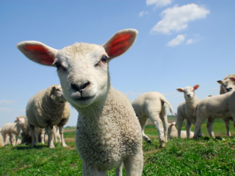 Nog iets om naar uit te kijken tijdens je Pinkstervakantie: lammetjes!