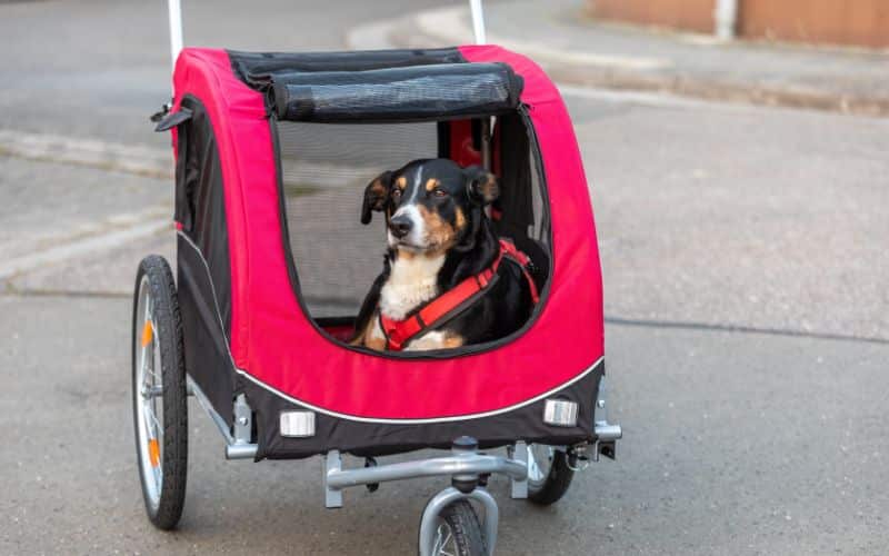 So kann euer Hund euch auch auf langen Ausflügen begleiten.