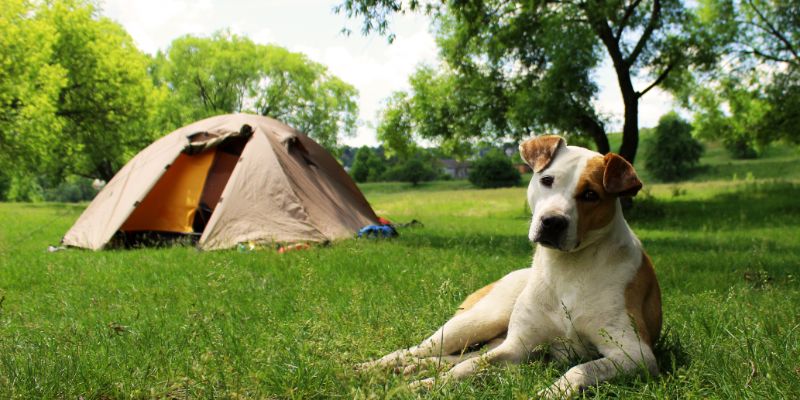 Natur und jede Menge Platz – Camping ist für Hunde die ideale Urlaubsform.