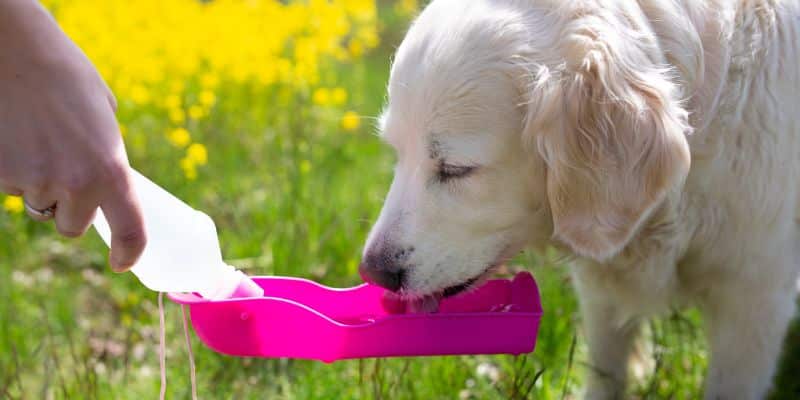 Eine tolle Möglichkeit, euren Hund unterwegs mit Wasser zu versorgen: die Hundetrinkflasche