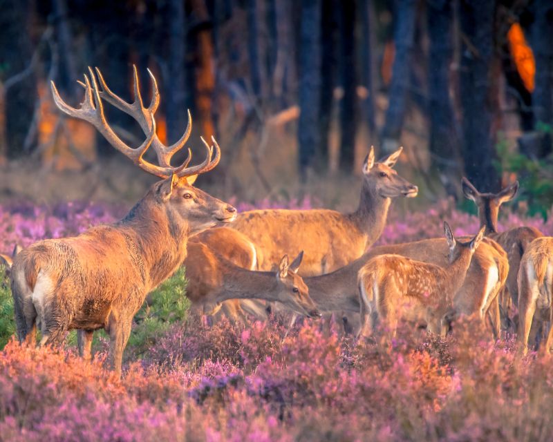 Wilde dieren Veluwe