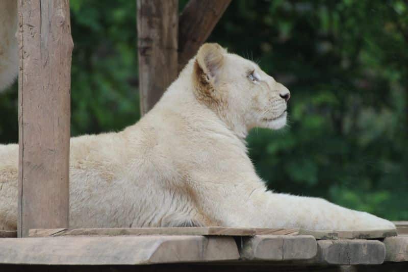 Zoo d'Amnéville - dierentuinen Frankrijk