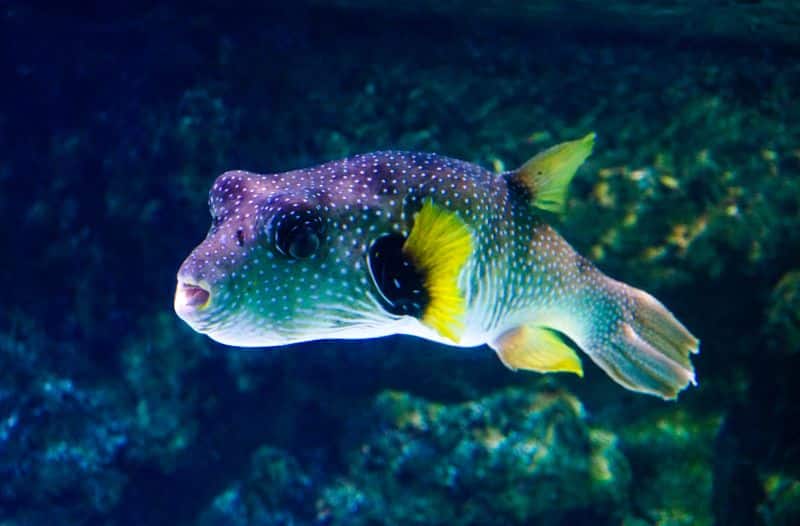 Aquarium La Rochelle - dierentuinen Frankrijk