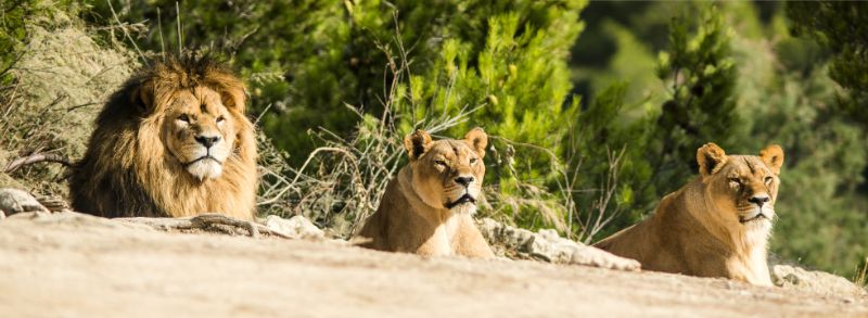 Réserve Africaine de Sigean - dierentuinen Frankrijk