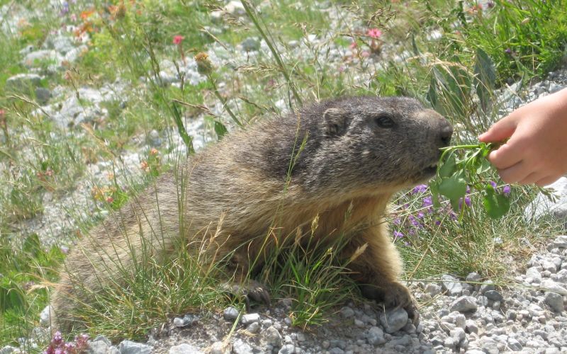 Marmotten in een van de natuurparken in Frankrijk.