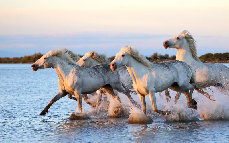 Camargue Frankrijk