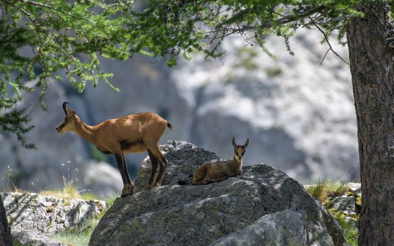 Nationaal Park Mercantour