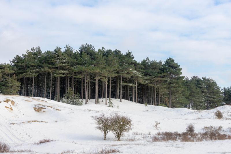 Nationaal park Zuid-Kennemerland in de sneeuw