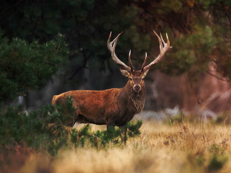 Kindvriendelijk restaurant de Houtzagerij in Otterlo met indoor speelparadijs ligt vlak bij nationaal park de Hoge Veluwe