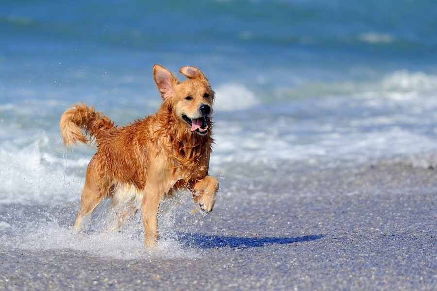 Een hond is aan het spelen in het water