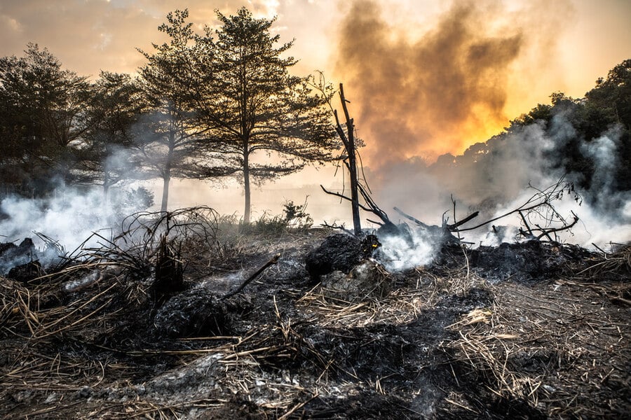 een uitgebrand bos