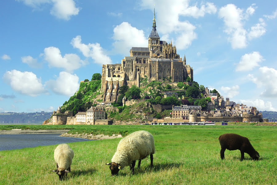schapen grazen met getijdeneiland Mont Saint-Michel op de achtergrond