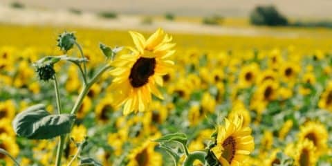 Hier vind je de mooiste zonnebloemvelden in Frankrijk