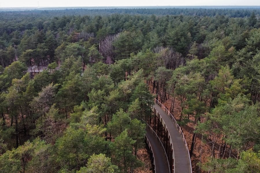 Fietsen door de bomen in Nationaal Park Bosland