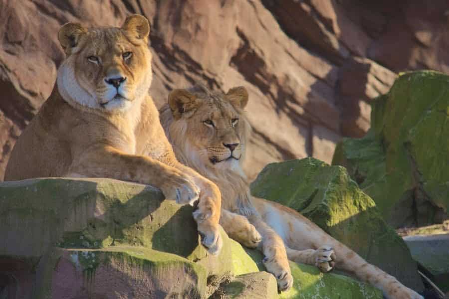 De leeuwen van ZOO Antwerpen