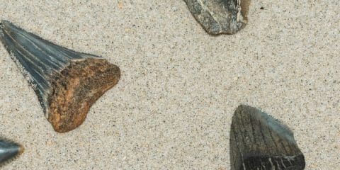 Haaientanden zoeken in Zeeland: dit zijn de beste plekken