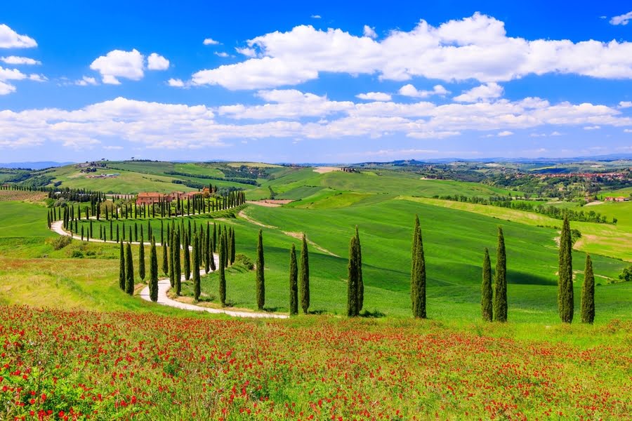 Toscaans heuvellandschap met cipressen en rode bloemetjes