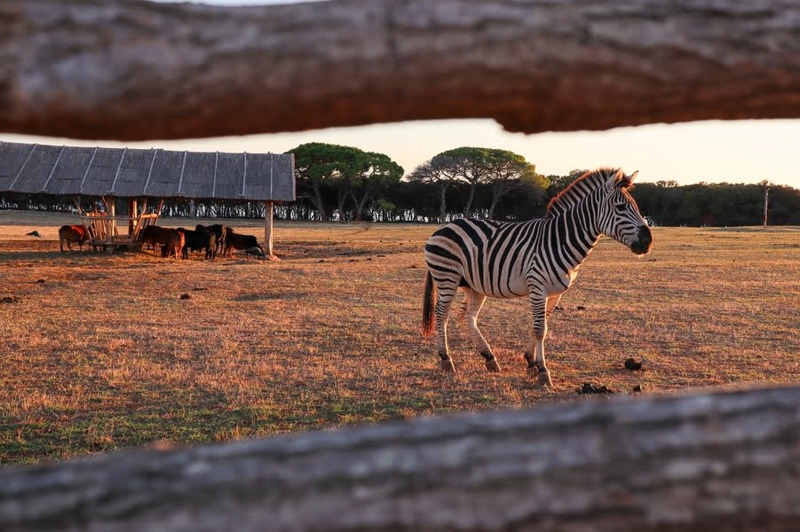 zebra en andere Afrikaanse dieren achter een houten hek