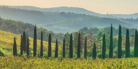 Waar vind je cipressen in Toscane?
