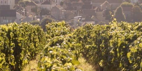 Naar de Bourgogne met kinderen