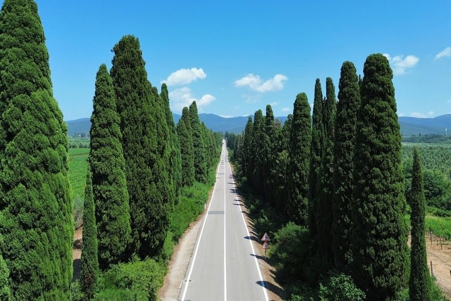 lange weg met cipressen aan weerszijden
