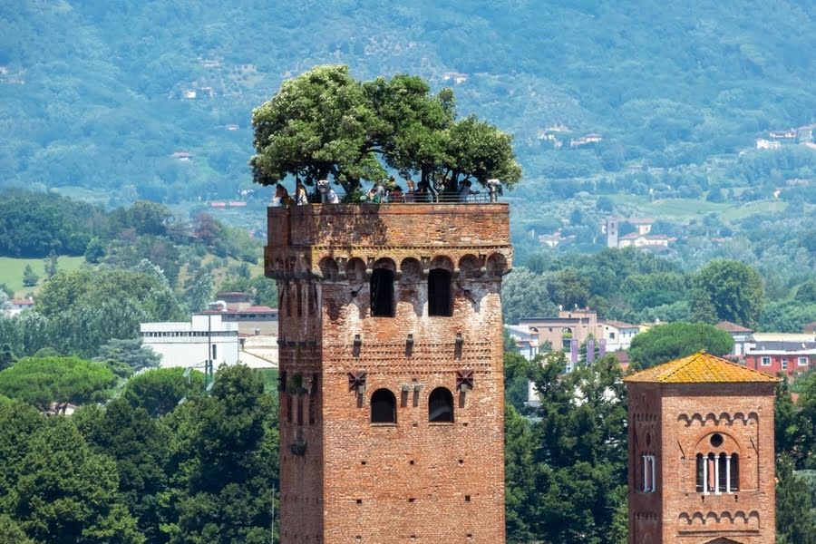 eikenbomen op hoge toren