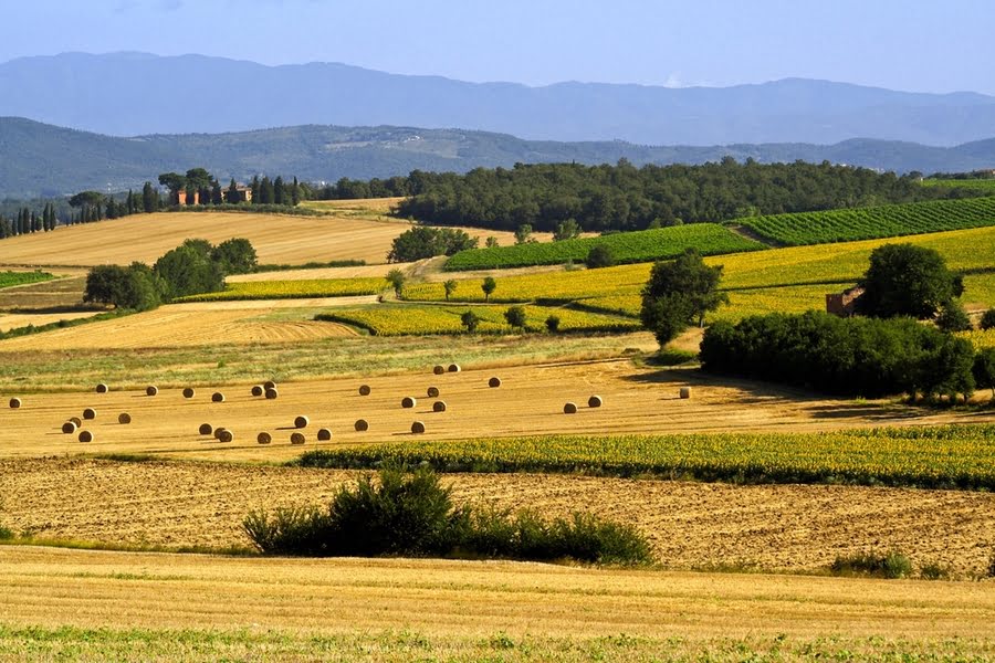 zonnebloemvelden in heuvelachtig Toscaans landschap